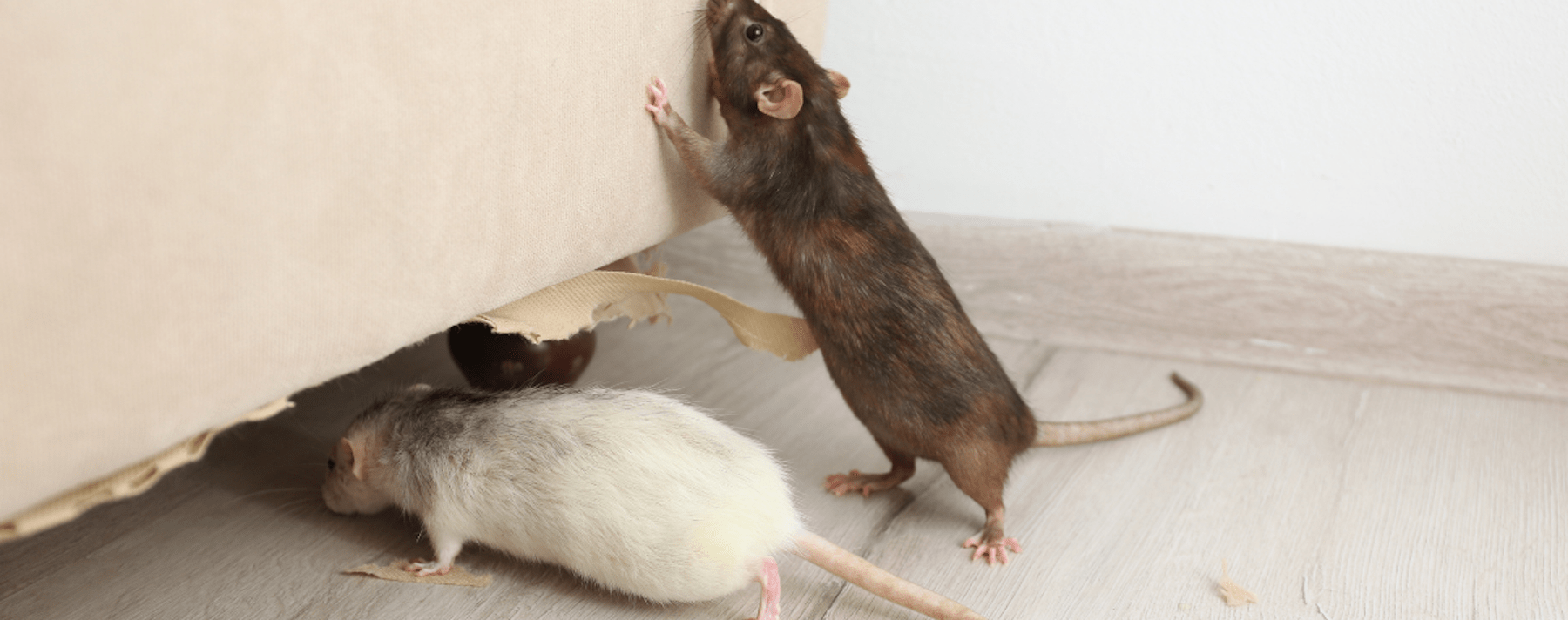 California Rodent Infestation Attorney