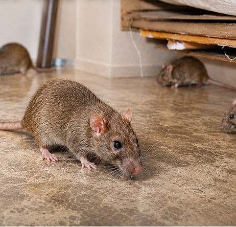 Rodent infestation