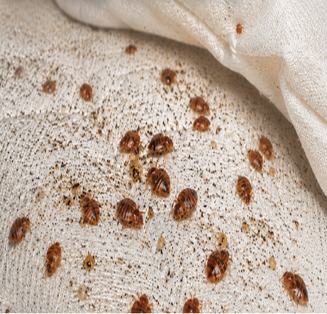 Bed Bug Attorney